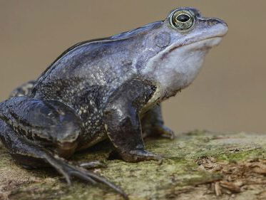 Het is weer heikikkertijd