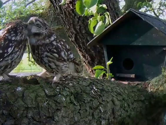 Vroegste ei van de steenuil ooit!