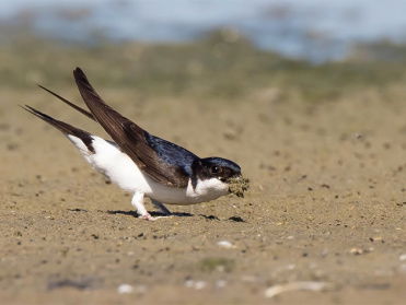 Cursus vogelzang: huiszwaluw