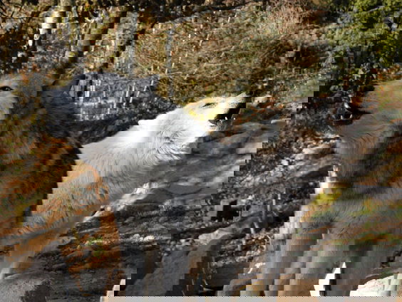 Dominerend wolvinnen gedrag in Dierenpark Amersfoort