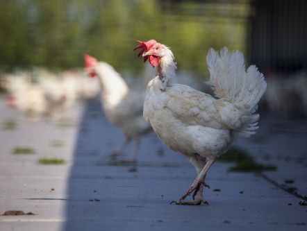 Moet er een noodfonds komen voor kippenboeren in de eiercrisis?