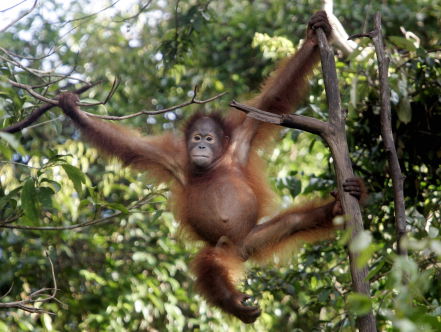 Voor Indonesië is het nu menens: ontbossing moet stoppen