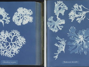 De schoonheid van wieren