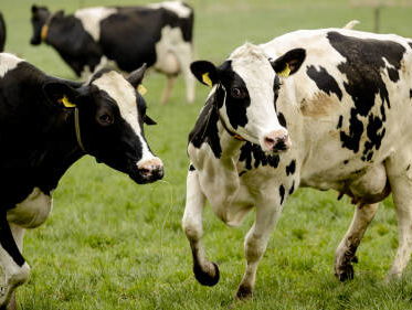 Boeren kunnen met hernieuwbare grondstoffen de bouw helpen: 'Het is een win-win-situatie'