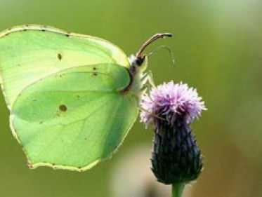 Insecten sterven massaal uit