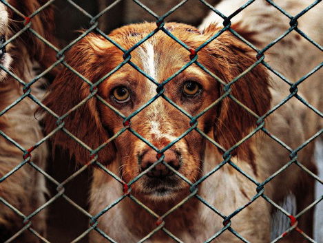 Asieldieren tijdens de coronacrisis