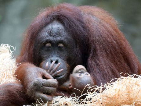De Oerang Oetans verdwijnt op Borneo