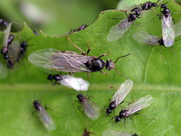 Bruidsvlucht van de mieren