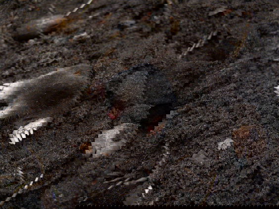 Wat hebben we aan diertellingen?