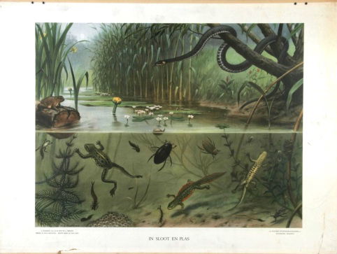 Vijver, sloot en plas