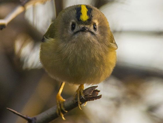 Goudhaantje overal in het land