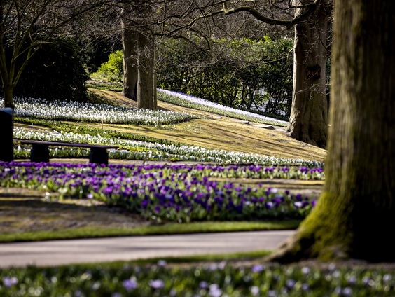 Een beetje terug naar normaal met tests in Concertgebouw, Keukenhof en squashzaal