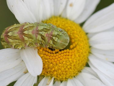 Hoe kan ik een rups helpen overwinteren?