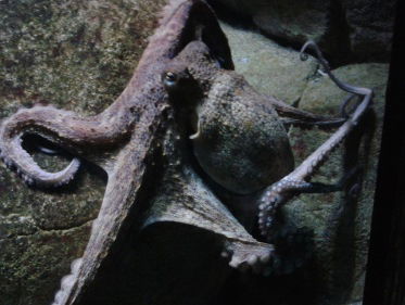 Gewone octopus: een ongewone vondst