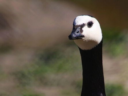 Brandgans duikt op in China