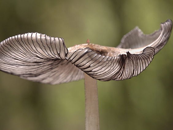 Moet het wildplukken van paddenstoelen harder worden aangepakt?