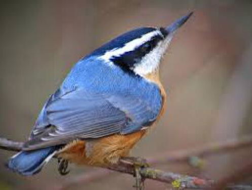 Thuisfluiters met Ricardo McDougal