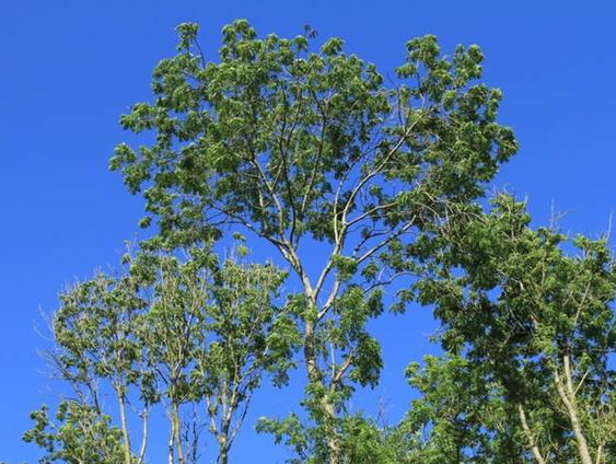 Hartekreet voor bomen overal