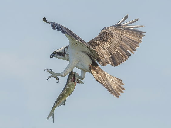 Visarenden in de Biesbosch