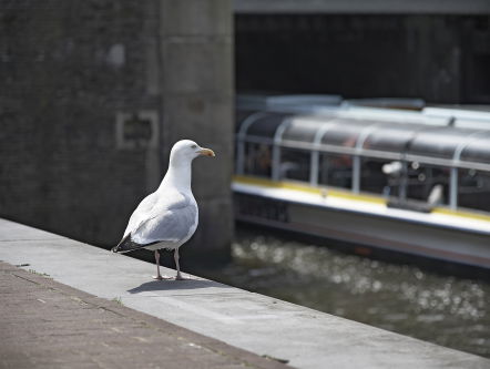 Kees Moeliker en Frédérique Spigt over de uitwerking van corona op biodiversiteit in de stad