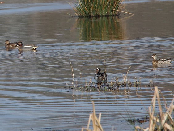 Geeserstroom staat droog