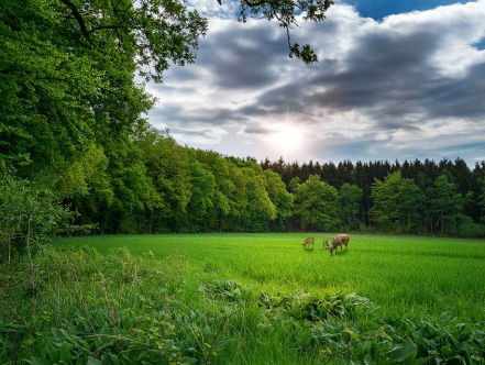 Koos Dijksterhuis schrijft al 10 jaar Natuurdagboek Trouw