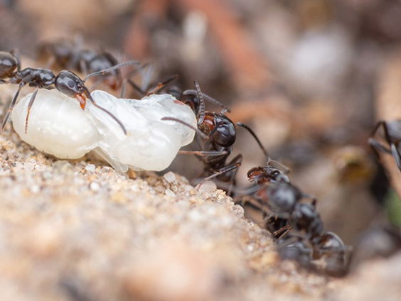 Exotische mier als huisdier