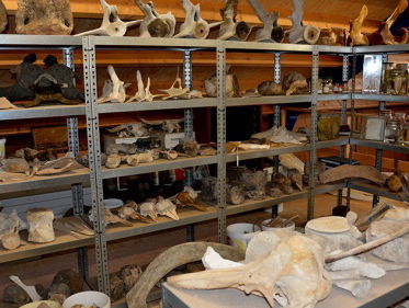 Fantastische verzameling walvisbotten