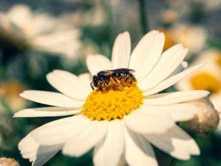 Bijenpoep op je schone was: kunnen mens en bij de stad delen?