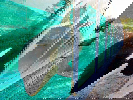 Hoe is het met orka Morgan, 10 jaar na de ophef?