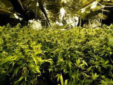 Legale wietteelt komt maar niet van de grond: 'Van half-legaal naar legaal is erg lastig'