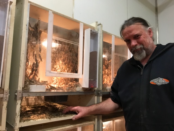 Sprinkhaan mag nu officieel op ons bord