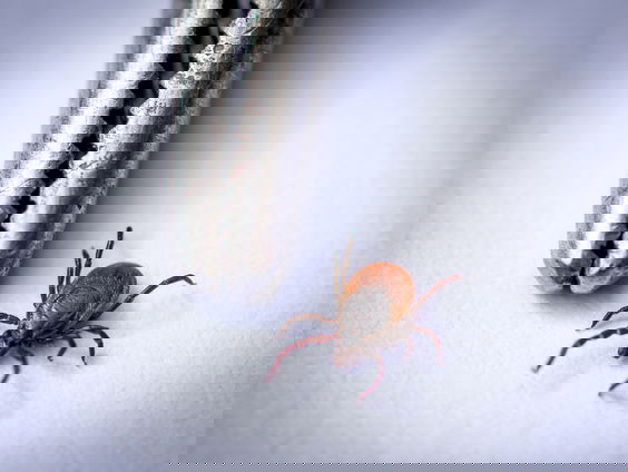 Hoe parasitaire infecties ons verder kunnen helpen