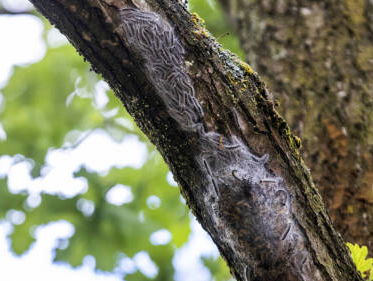 Hoe gaan gemeenten om met de eikenprocessierups