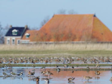 Hoe meet je biodiversiteit op boerenbedrijf?