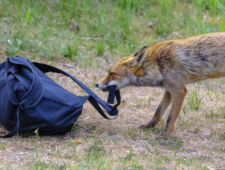 Dat fotografeer je niet - Afl.1 De vosjes
