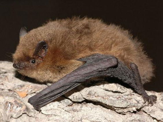 Kolonie van kleine dwergvleermuizen