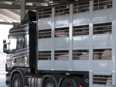 Hittestress onder dieren is onaanvaardbaar