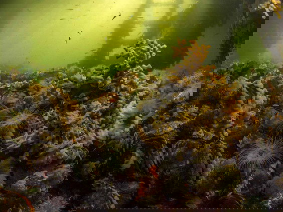 Wereldprimeur: Tiny Sea Forest