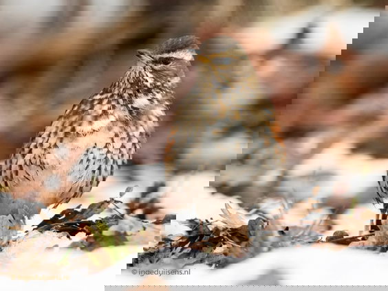 Fenolijn 12 december 2021