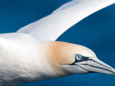 Eerste anatomische vogelatlas