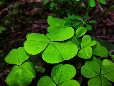 Geluk: niet iedereen had het deze week!
