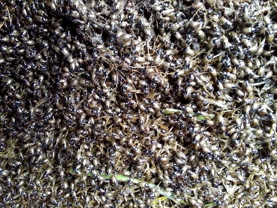 Invasie van mestkevers