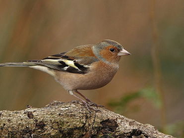 Cursus vogelzang: vink