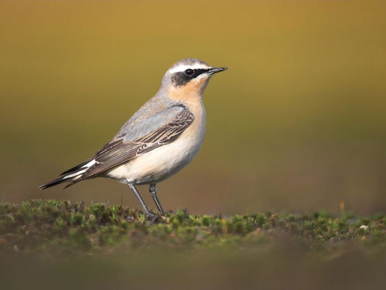 De vogelgeluiden van Arjan Dwarshuis