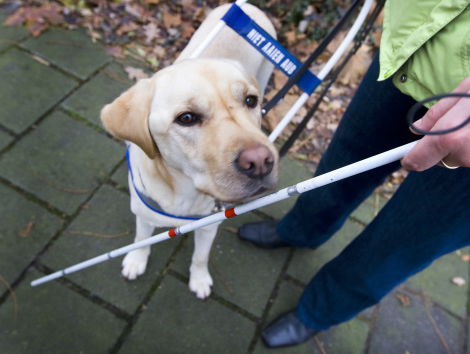 Blinden nemen weer waar dankzij ingebouwde chip