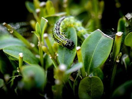 Insectenpopulatie met een kwart gedaald in afgelopen 30 jaar