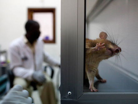 Hoe psychologie bij dieren ons mensen verder kan helpen