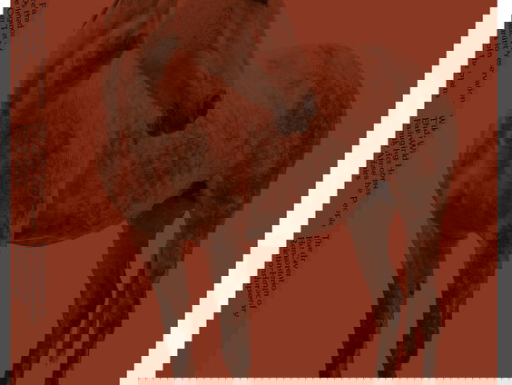 Een paard is je vriend, die eet je toch niet op?