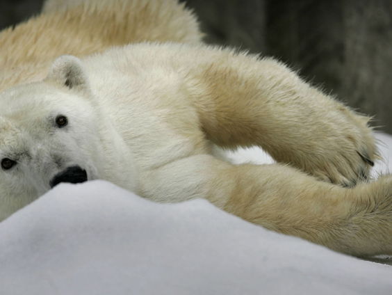 IJsberen kunnen al voor 2100 vrijwel uitsterven
